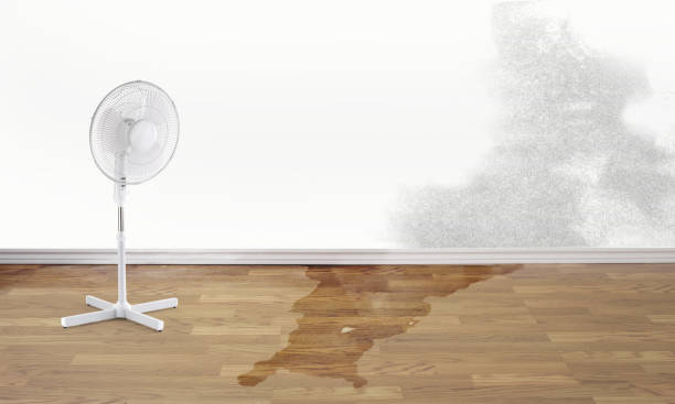 Best Local water damage restoration  in Lake Morton Berrydale, WA