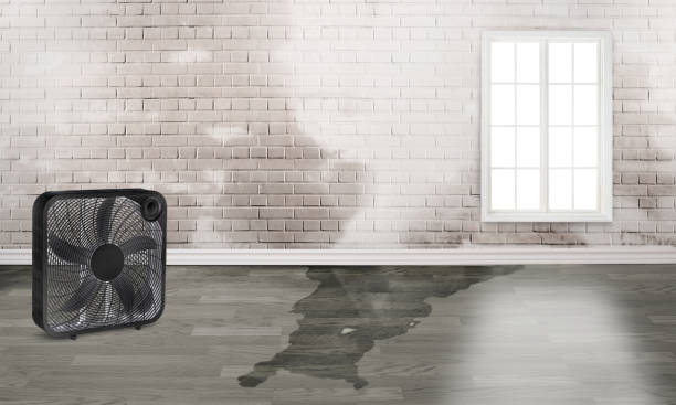 Best Water damage cleanup near me  in Lake Morton Berrydale, WA